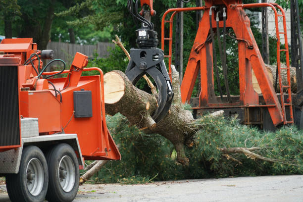 Best Residential Tree Removal  in Grove City, FL